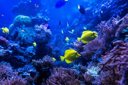热带鱼类在蓝色珊瑚礁海水族馆中相遇图片