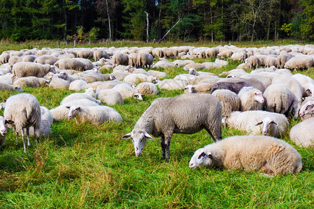 吃草的羊在草原上宰羊地群中背景