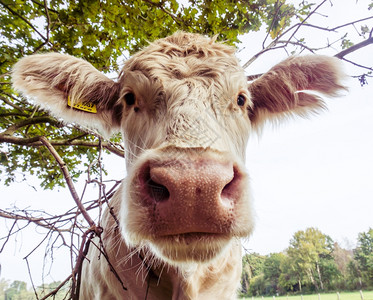 白川白公牛背景