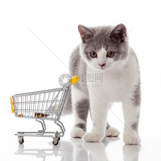 英国猫和购物车孤立在白色上小猫被孤立图片