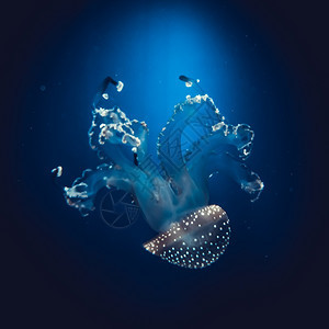 水下天堂蓝底母鱼游泳图片