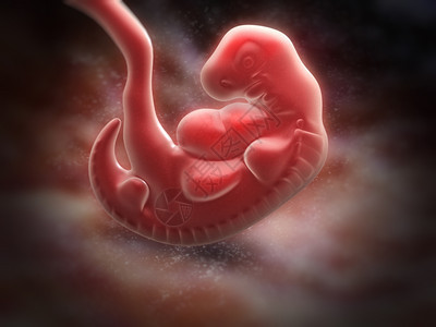 5周结束时的人类胚胎图片