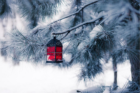 雪树上的红灯笼背景图片