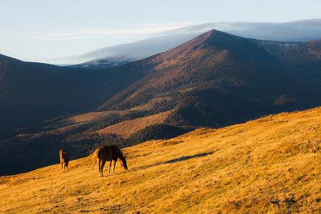阳光明媚的山丘上马匹喀尔巴阡山脉乌克兰图片