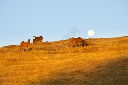 阳光明媚的山丘上马匹喀尔巴阡山脉乌克兰图片