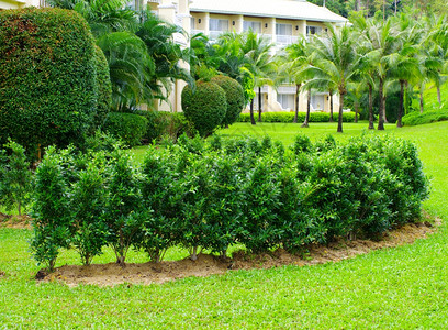 带草的花园石路图片
