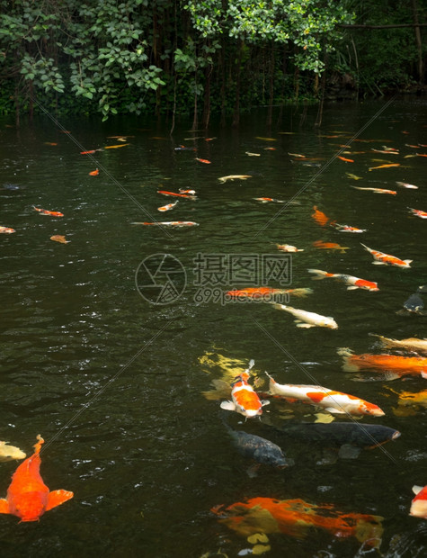 在水中游泳的常见木雕图片