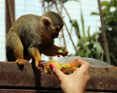 有趣的猴子吃着女孩手食物图片