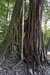 热带树根在雨林中扭曲图片