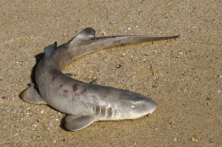 岸上一只小死鲨鱼图片