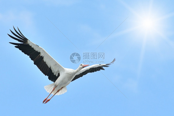 飞行白色沙尘暴日光图片