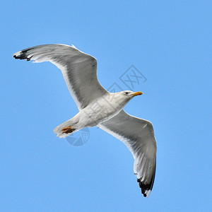 蓝色天空中的海鸥图片