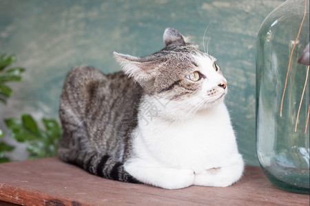 山猫躺在木制桌子上鱼群照片图片