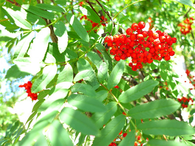 一棵树上秋红的山莓图片