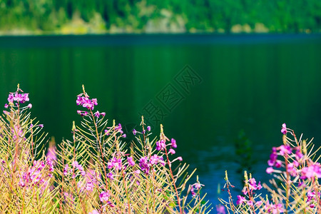 关闭草地紫罗兰花湖岸野自然美图片