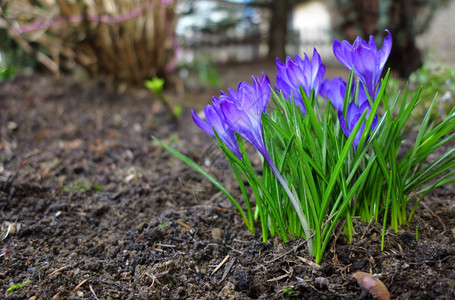 花园的初春紫图片