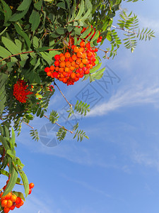 一棵树上秋红的山莓蓝天背景的自然降生罗万伯利灰莓图片