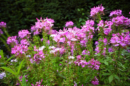 花园里的粉红春或夏日背景图片