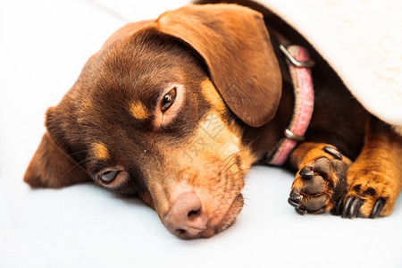 在家里的动物Dachshundchihuahua和shihtzu混合狗在室内羊毛毯下睡觉在床上休息图片