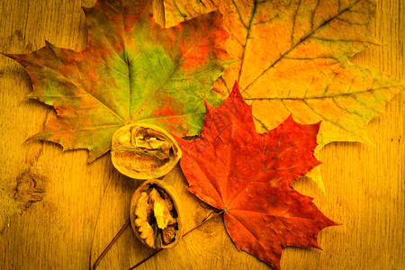 秋叶的胡核桃秋叶背景图片