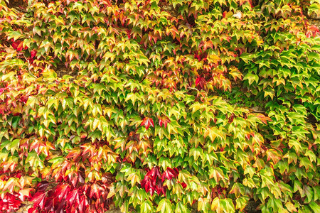 秋天自然背景长城满了绿红藤叶图片