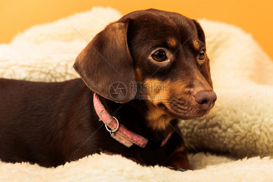在家养动物DachshundChihuahua和shihtzu混合狗在室内羊毛毯上床放松图片