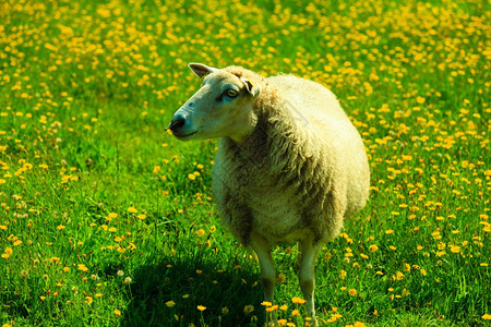 在挪威美丽的山地草原上牧羊图片