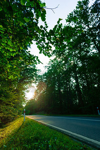 横穿绿林和阳光照的荒凉道路图片