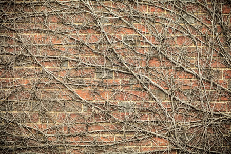 砖壁覆盖着干枯的常春藤图片