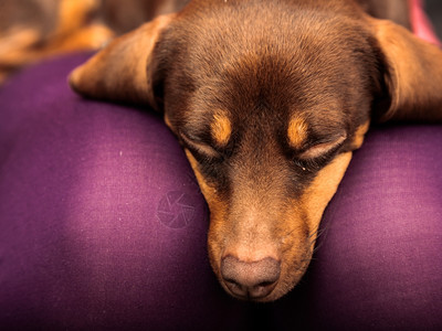 在家里的动物DachshundChihuahua和shihtzu混合狗在室内人腿上放松图片