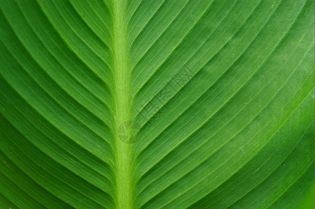 换背景,绿叶换背景色自然质地背景