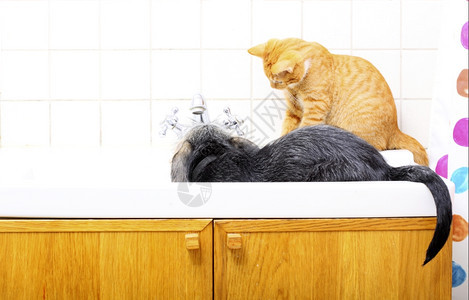 在家狗和小红猫的宠物在浴室水槽里一起玩图片