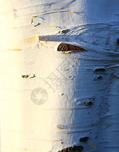 贝图拉彭杜树皮的纹理背景图片