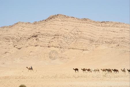 蓝天前的骆驼图片