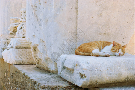 古代柱形和猫图片