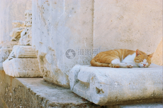 古代柱形和猫图片