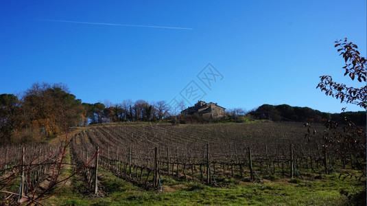 冬季位于意大利锡耶纳的Wineyard图片