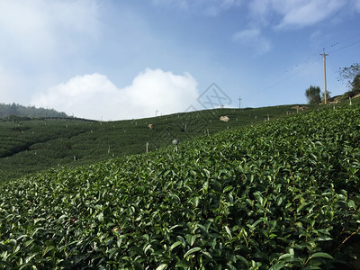 美丽的新绿色茶叶种植园高原的茶叶种植园图片