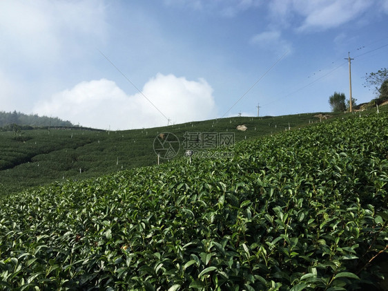 美丽的新绿色茶叶种植园高原的茶叶种植园图片