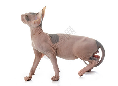 白色背景面前的无毛猫Sphynx图片