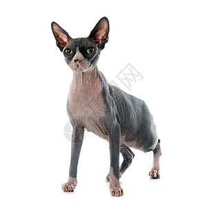 白色背景面前的无毛猫Sphynx图片