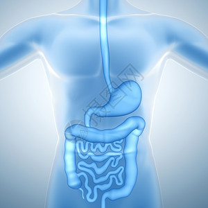 人类消化系统图片