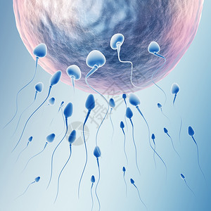 Spermatoz类和人蛋图片
