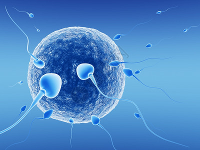 Spermatoz类和人蛋图片
