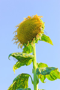 太阳在向日葵田上晒太阳花的侧面靠近太阳花xA图片