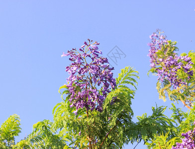 阳光照耀的蓝花背景图片