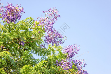 阳光照耀的蓝花天空背景的朵图片