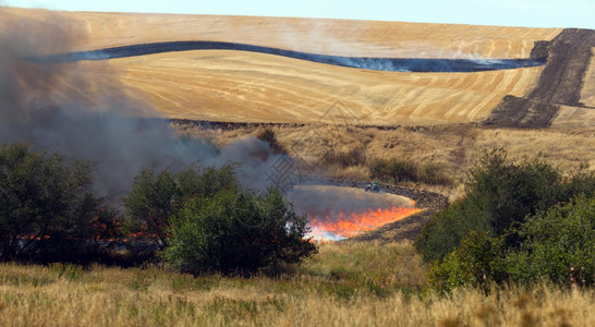 农民在收获后耕种前进行有控制的焚烧图片