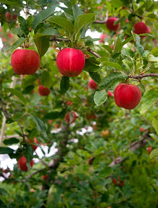 苹果挂在园等待成熟图片