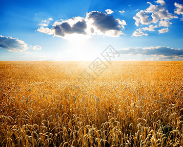 阳光明媚时熟小麦田图片